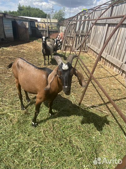Козел нубийской породы на аязку