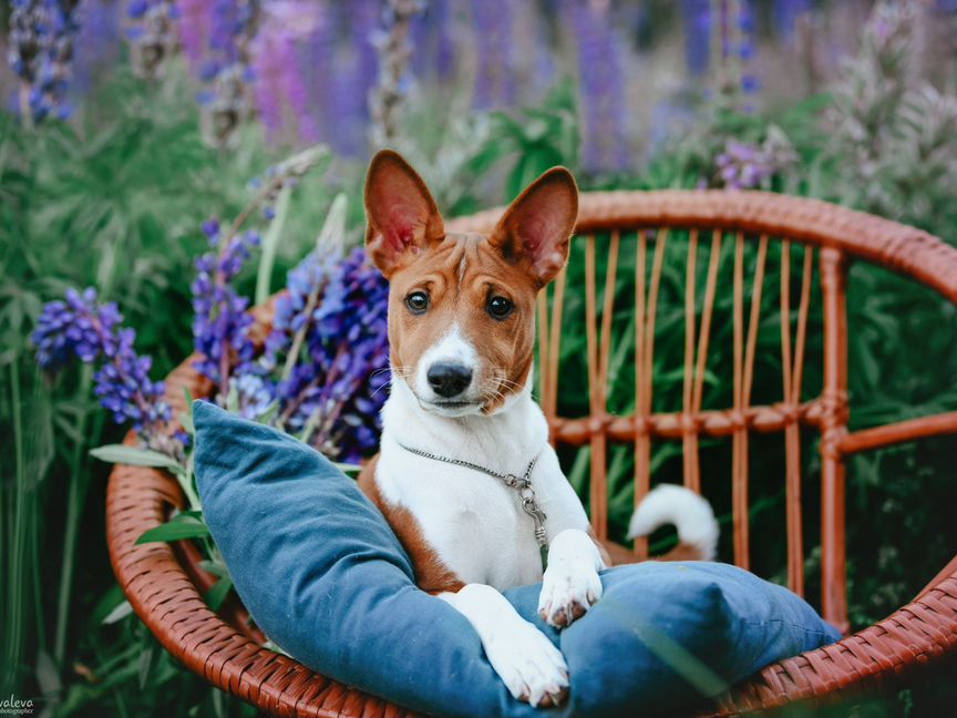 Басенджи / Basenji (щенки африканской нелающей соб