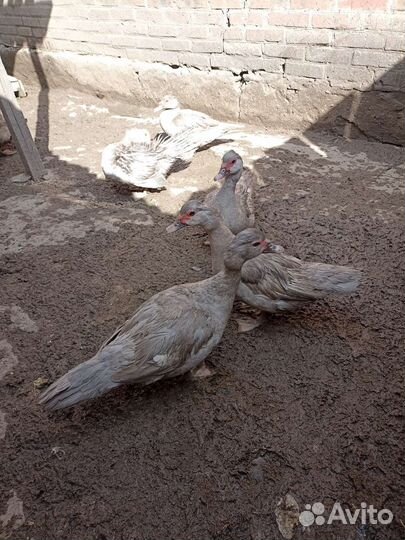 Утки немецкой линии