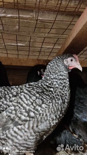 Куры молодки Доминант