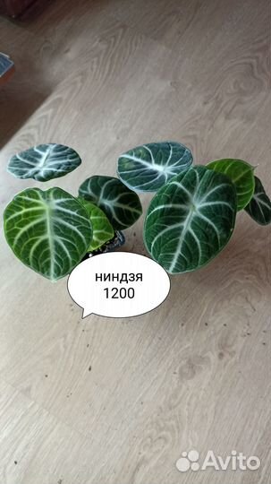 Алоказии