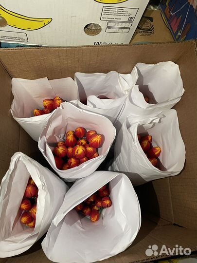 Тюльпаны опт и розница