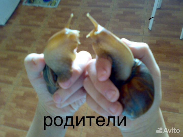 Улитки Ахатины