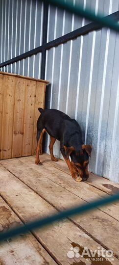 Ягдтерьер 2 года