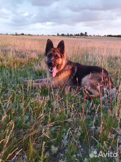 Немецкая овчарка вязка
