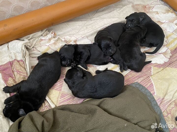 Щенки в добрые руки