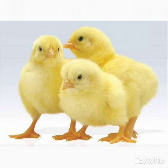 Яйцо бройлера