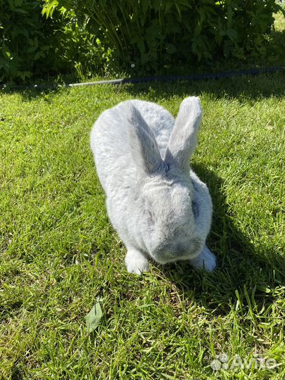 Кролики породы бсс большое светлое серебро