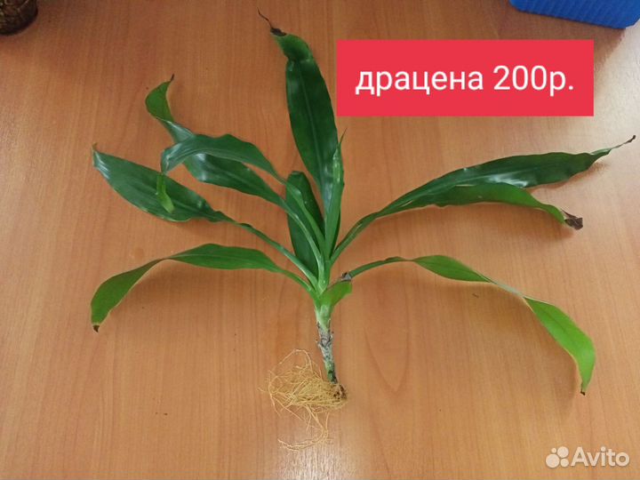 Домашние цветы