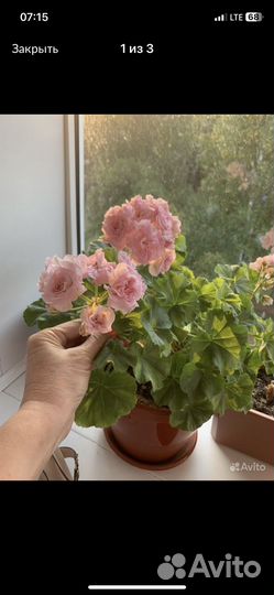 Герань пеларгония