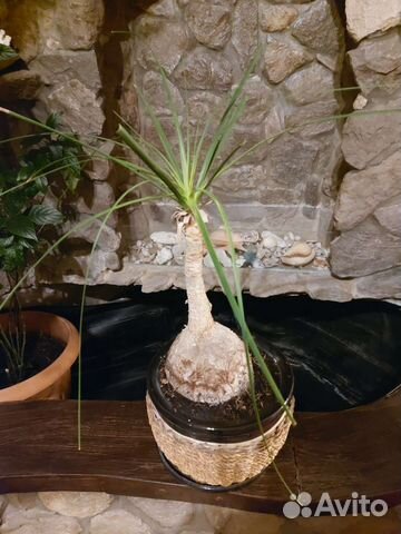 Бутылочное дерево нолина