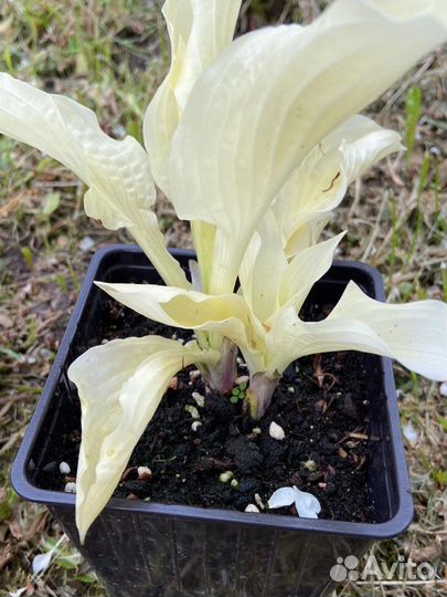 Хоста «Белое перо»