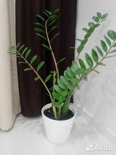 Замиокулькас