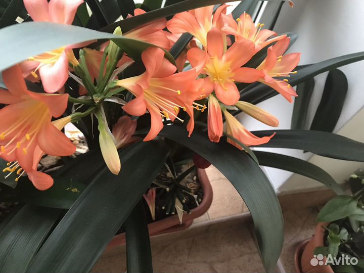 Кливия киноварная персикового цвета