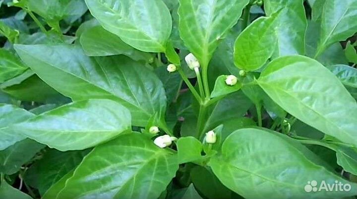 Сладкий перец, крупный