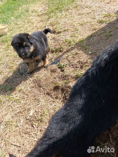 Щенки немецкой овчарки