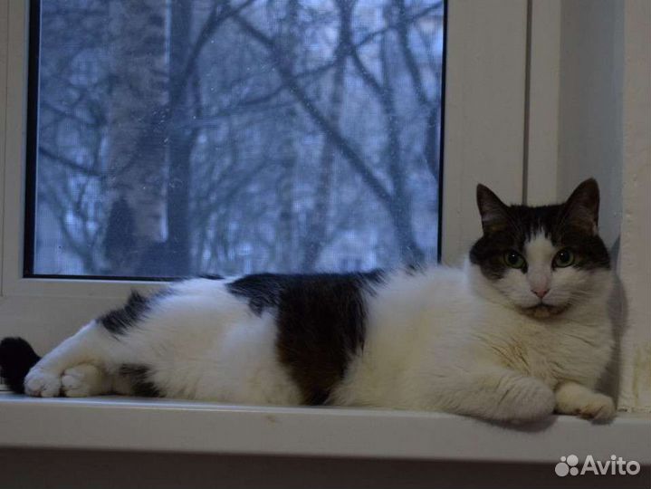 Передержка кошек