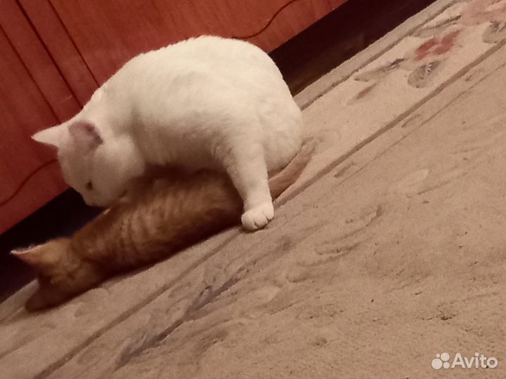 Персиковые котята