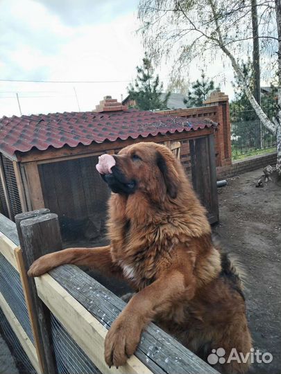 Тибетский мастиф