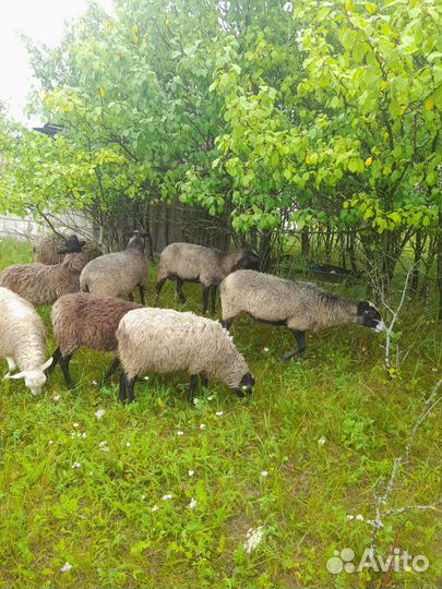 Овцы бараны