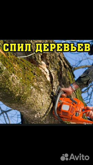 Спил деревьев