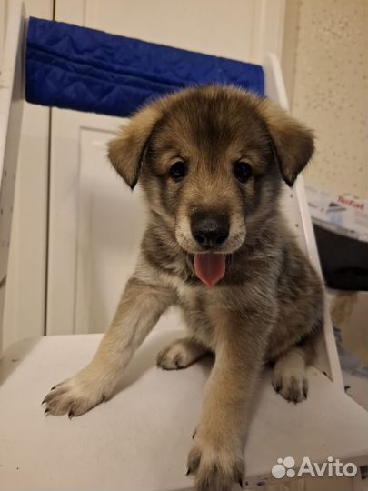 Отдам в добрые руки