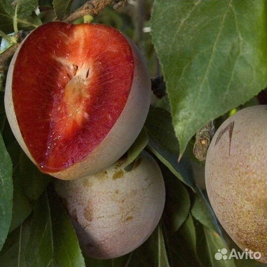 Слива Флавор Супреме /Flavor Supreme/ Саженцы