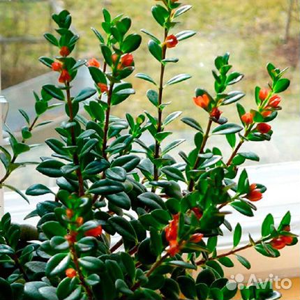 Нематантус Грегариус (золотая рыбка)