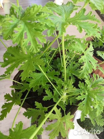 Герань душистая, толстянка, колерия