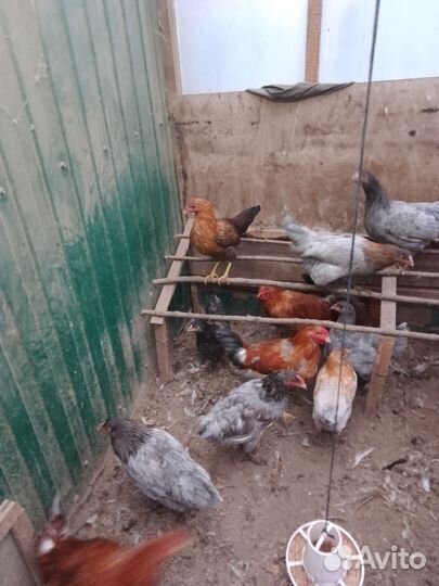 Куры молодки