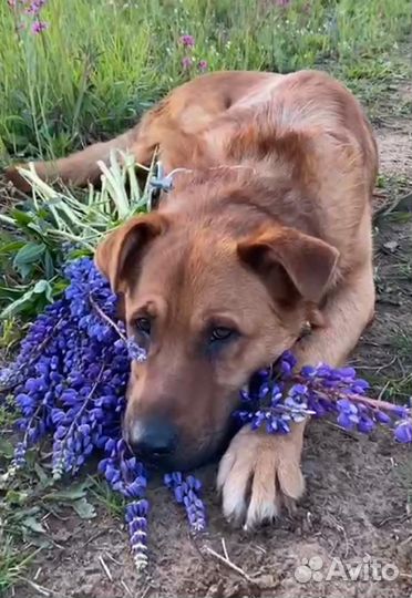 Рыжик в добрые руки