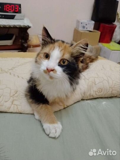 Кошка в дар бесплатно