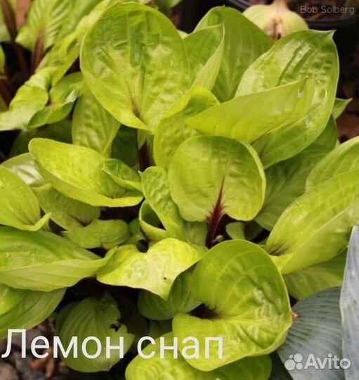 Хоста Лемон снап