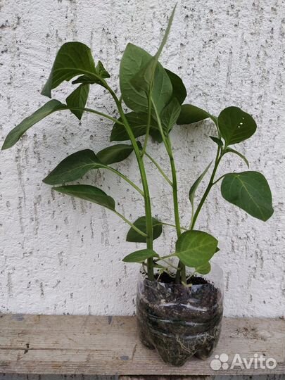 Растения для сада