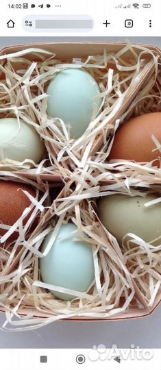 Инкубационное яйцо