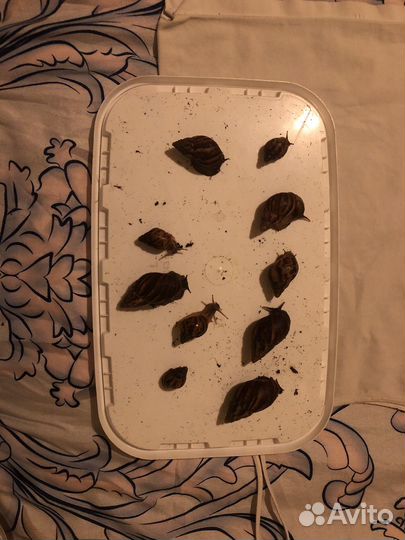 Улитки ахатины и архахатины