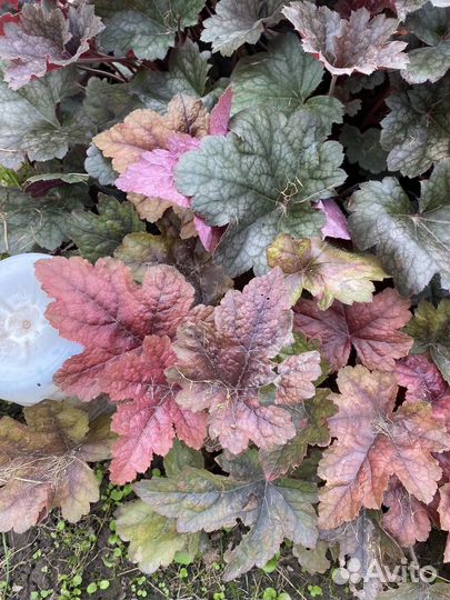 Гейхеры, пузыреплодники, спирея