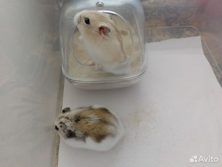 Джунгарик девочка