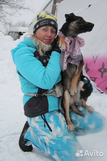 Собака девочка Дива