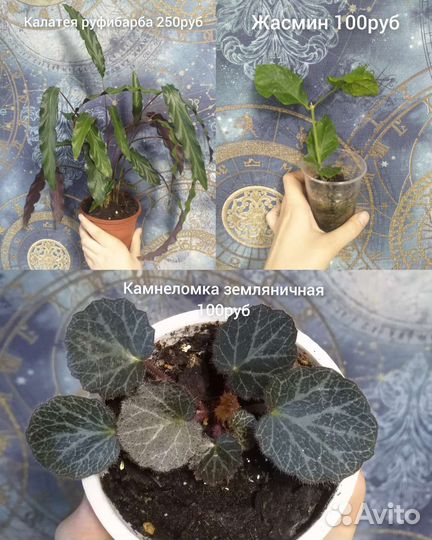 Комнатные растения