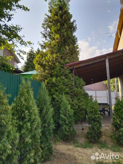 Туя брабант