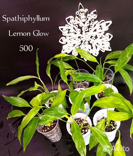 Спастифиллум Lemon Glow