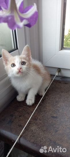 Котята вислоушки в дар