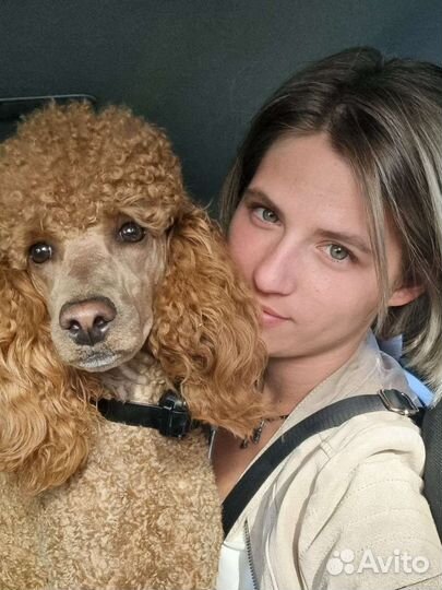 Ищем невесту