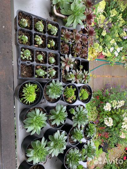 Молодило каменная роза