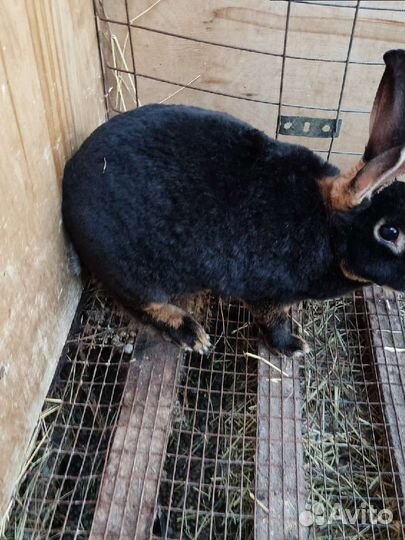 Кролики породы рекс