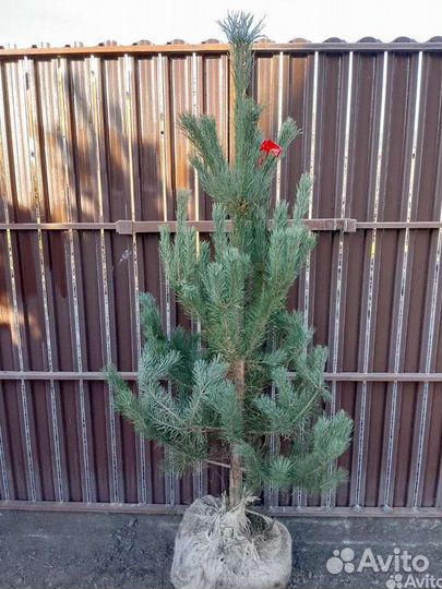 Сосна Обыкновенная высота 1.5 метра