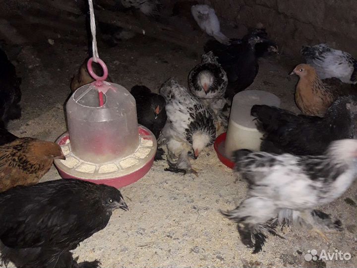 Цыплята Брама