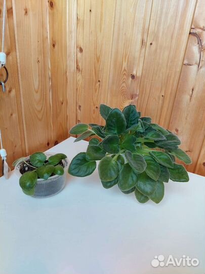 Фиалки белые, розовые, Хлорофитум кудрявый