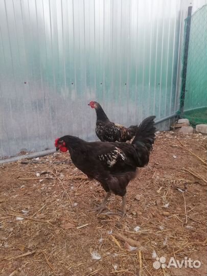 Молодые петухи